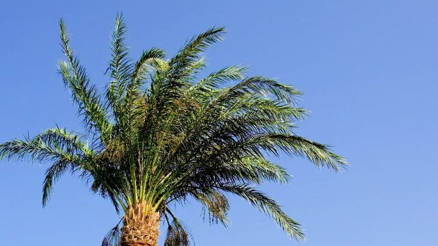 Palm trees leaves against the sky. Selective focus.
