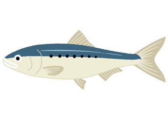 イワシのイラスト