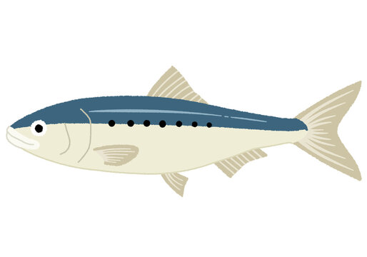 2 258 件の最適な いわし寿司 画像 ストック写真 ベクター Adobe Stock