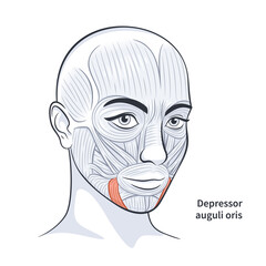 Facial muscles of the female. Detailed bright anatomy isolated on a white background vector illustration