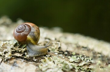Closeup portret of  garden snail on a branch 