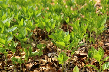 close up of small forest plants with green leaves