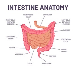 Intestine anatomy. Human body digestive system bowel infographic with duodenum, colon and jejunum. Internal abdominal organ vector structure