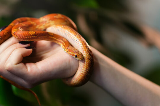 Corn snake wrapped around woman hand on green nature background. Exotic pet. Close-up. Wildlife concept.