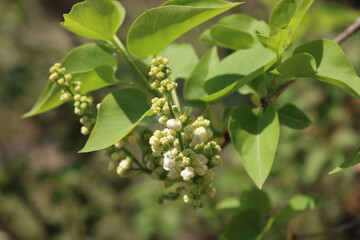 White flowers and blossoms of Lilac on springtime. Syringa vulgaris bush in bloom in the garden