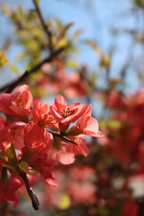 Cydonia japonica pink flower in springtime.  Japanese quince bush in bloom