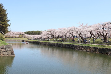 Fototapeta premium 桜 sakura