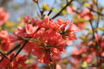 Cydonia japonica pink flower in springtime.  Japanese quince bush in bloom