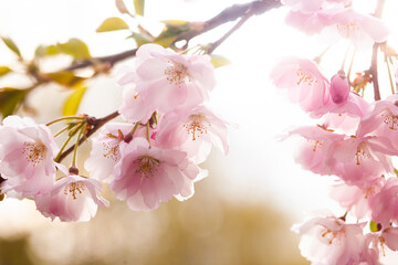 Sakura flowers over blurred background