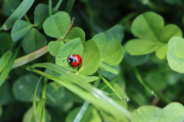 Red Ladybug on a green Clover leaf. Ladybug in a meadow on summer. Coccinellidae