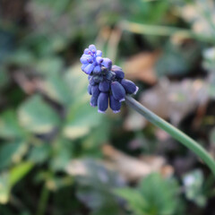 Close-up of blue Muscari flowers in the meadow on selective focus. Springtime flowers