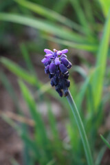 Close-up of blue Muscari flowers in the meadow on selective focus. Springtime flowers