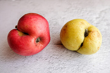 An ugly organic fruit - two strangely shaped apples on a gray background. Horizontal orientation....
