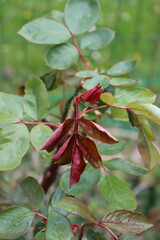 Close-up of  Rose bush leaves damaged by frost in the garden on springtime