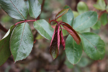 Fototapeta premium Close-up of Rose bush leaves damaged by frost in the garden on springtime