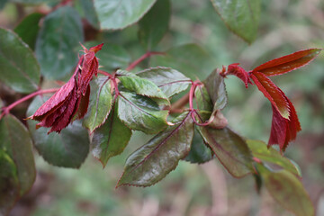 Close-up of  Rose bush leaves damaged by frost in the garden on springtime