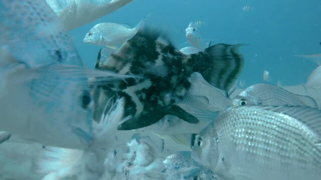 Unique view showing animal behavior of schooling fish vigorously eating a dead marine animal carcass on the ocean floor . Stationary wide shot at 50fps