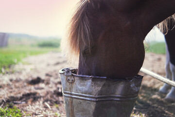 The horse drinks water from an old iron bucket on the farm.