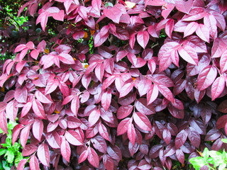 紅花常盤万作 ベニバナトキワマンサクの葉
