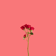 fresh red roses and green leaves on pink background with copy space. creative decoration summer minimal idea.