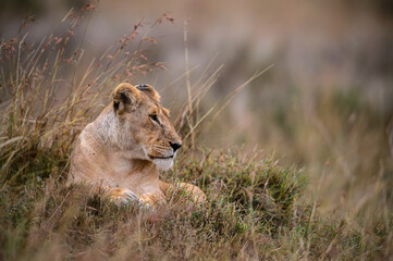 Fototapeta na wymiar portrait of lioness in the grass