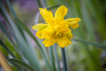 Obraz premium One Double yellow daffodils in the garden