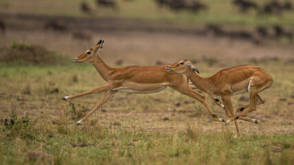 impala in the savannah