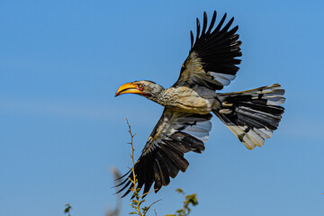 Yellow bill Hornbill in flight