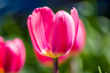Pink tulip bud close-up.