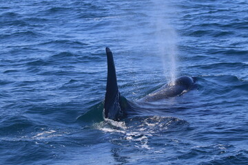 Obraz premium 知床の海に回遊する野生のシャチ（北海道羅臼沖）