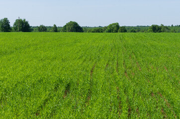 Obraz premium Green farm field with rows of planted crops in the planting season