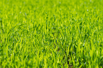 Fresh green shoots of cultivated plants in a farmer's field closeup