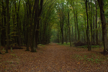 path in the forest