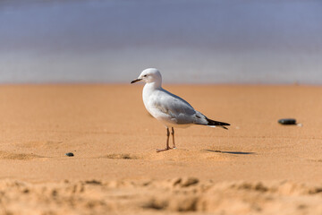 Portrait of the white seagull bird on the beach