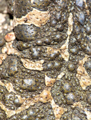 Warts on the skin of a toad.