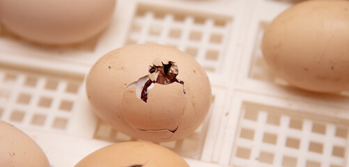 Chicken eggs in an incubator.