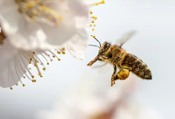 Foto op Plexiglas Bij Een bij verzamelt honing van een bloem