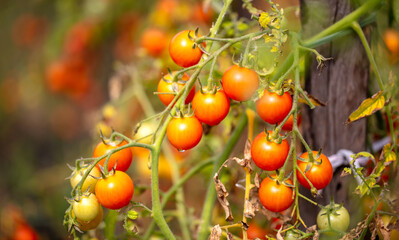 Ripe tomatoes on the plant in summer.