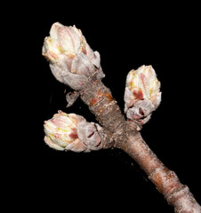 Buds on a branch of an apple tree in spring on a black background.