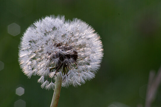 Dandelion.Taraxacum