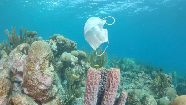 covid -19 Medical Face Mask Slowly Drifts Water Column Near Coral Reef