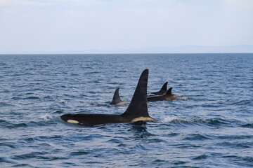 Fototapeta premium 知床の海に回遊する野生のシャチ（北海道羅臼沖）