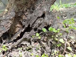 Photo of trees in spring, late April.