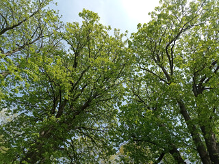 Photo of trees in spring, late April.