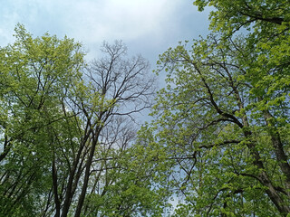 Photo of trees in spring, late April.