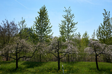 beautiful flowering apple trees with white flowers
