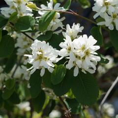 (Exochorda macrantha) Close up on abundant racemes of small flowers of Pearl bush with pure white petals open from pearl-like flower buds