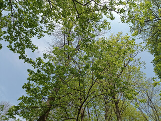 Photo of trees in spring, late April.