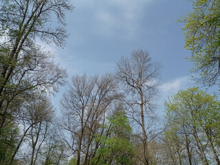 Photo of trees in spring, late April.