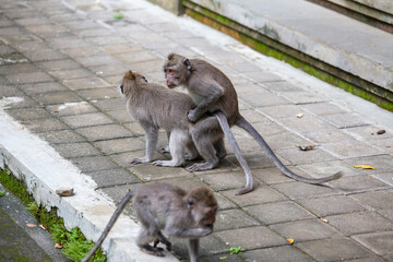 Monkey family at sacred monkey forest, Ubud, Bali , Indonesia. Close up